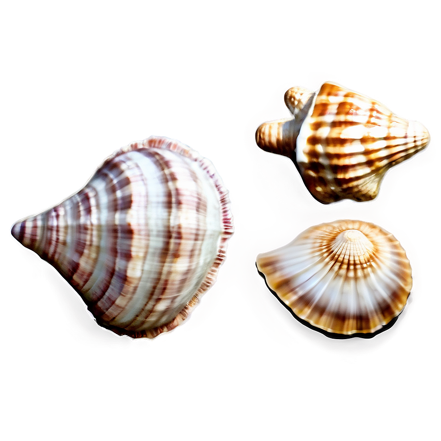 Seashell Set Clipart Png Uvu53