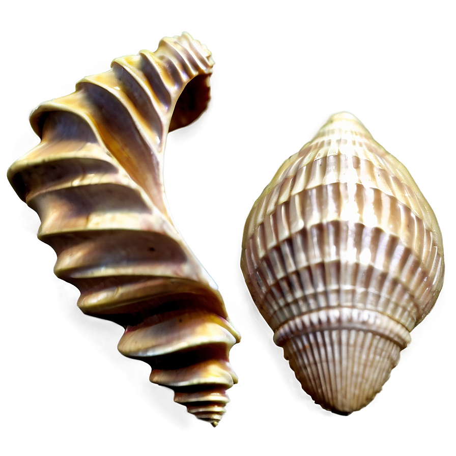 Seashell Silhouette Png 78