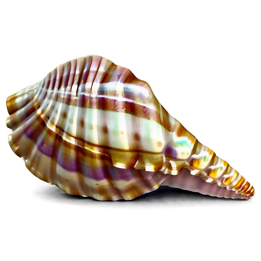Seashell Silhouette Png Qja
