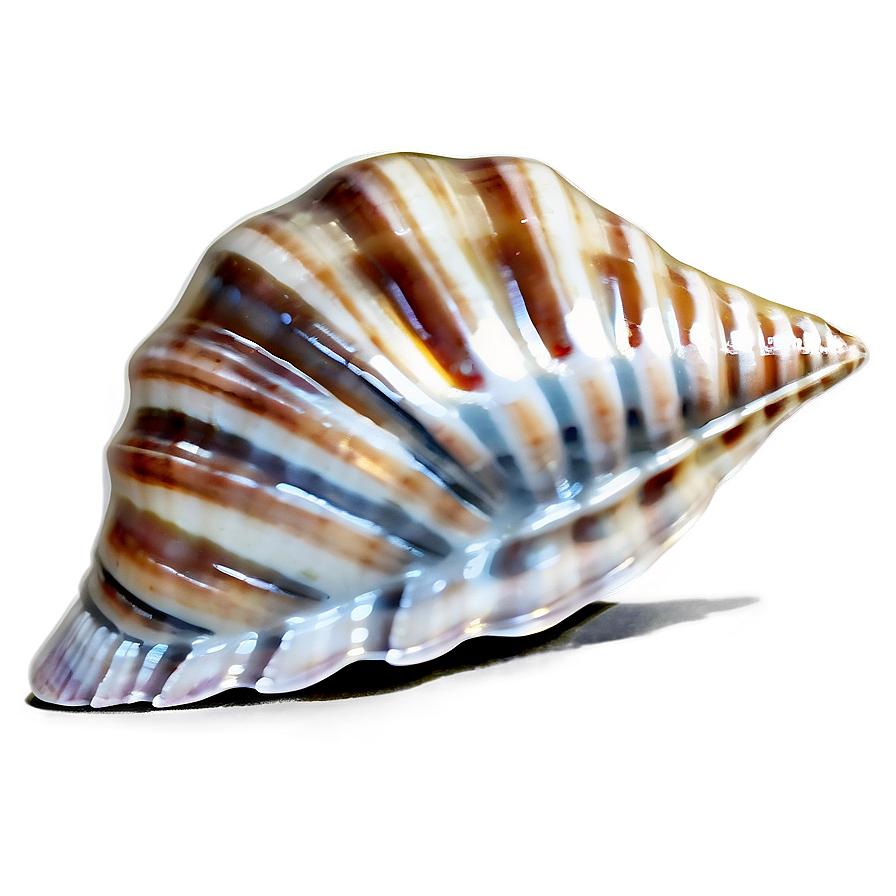 Seashell Splendor Png 77