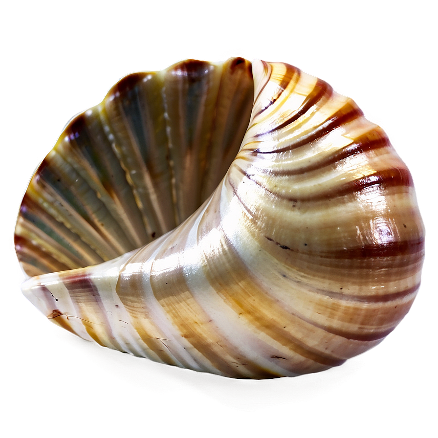 Seashell Transparent Background Png 05242024