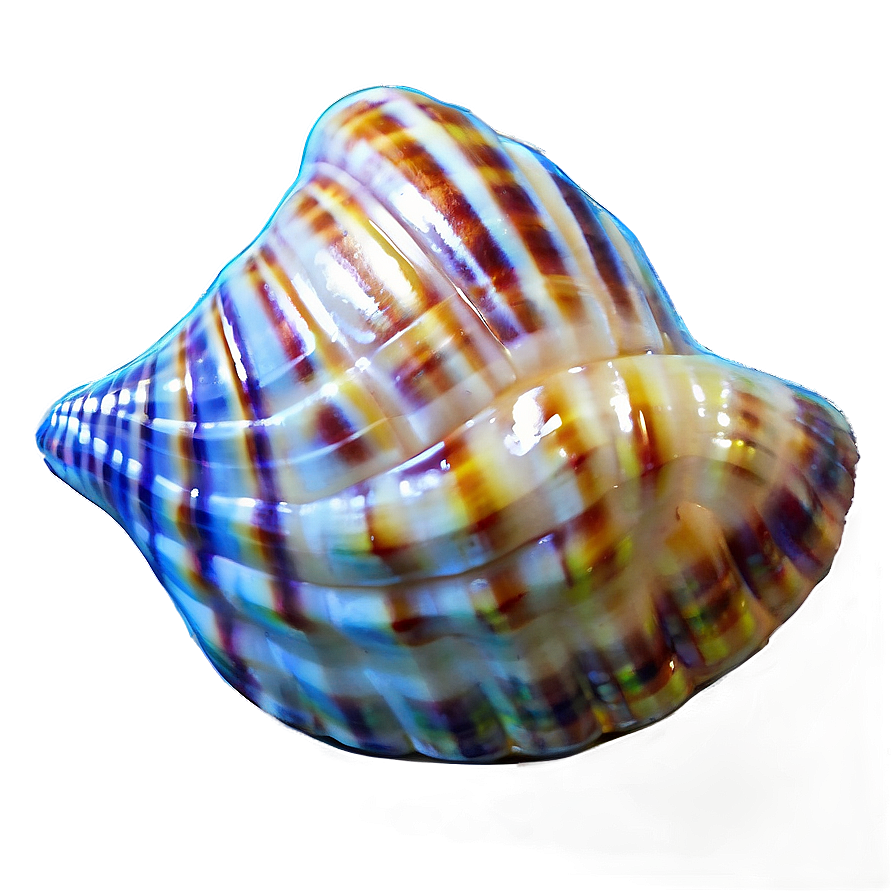 Seashell Transparent Background Png 47