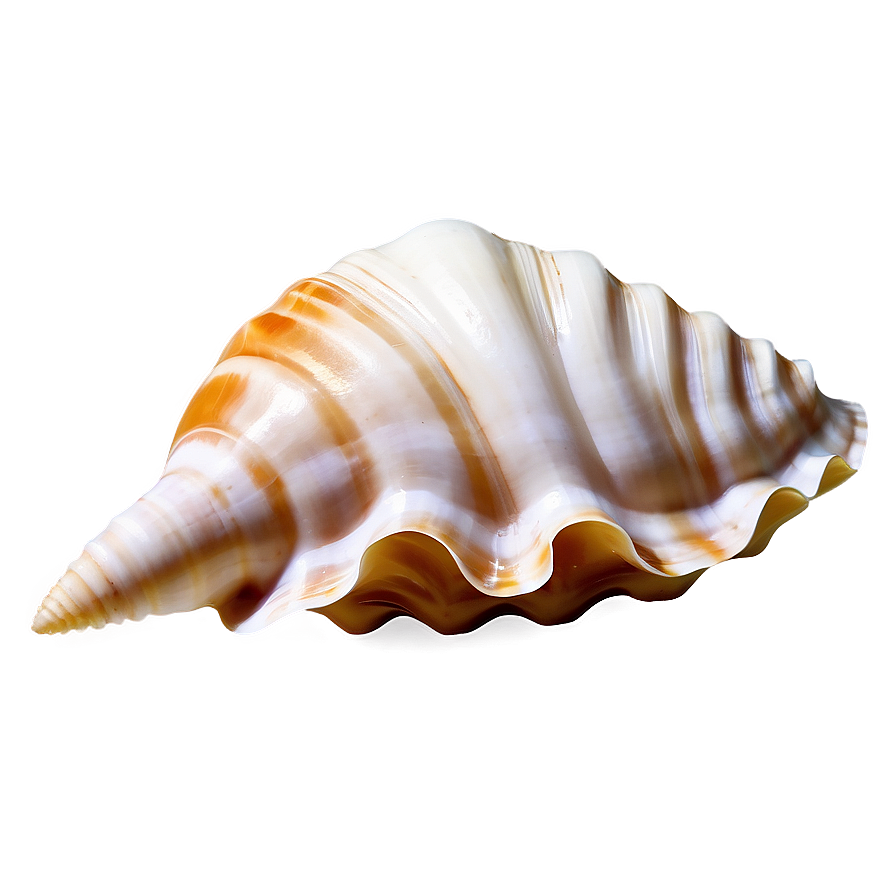 Seashell Underwater Picture Png Mum88