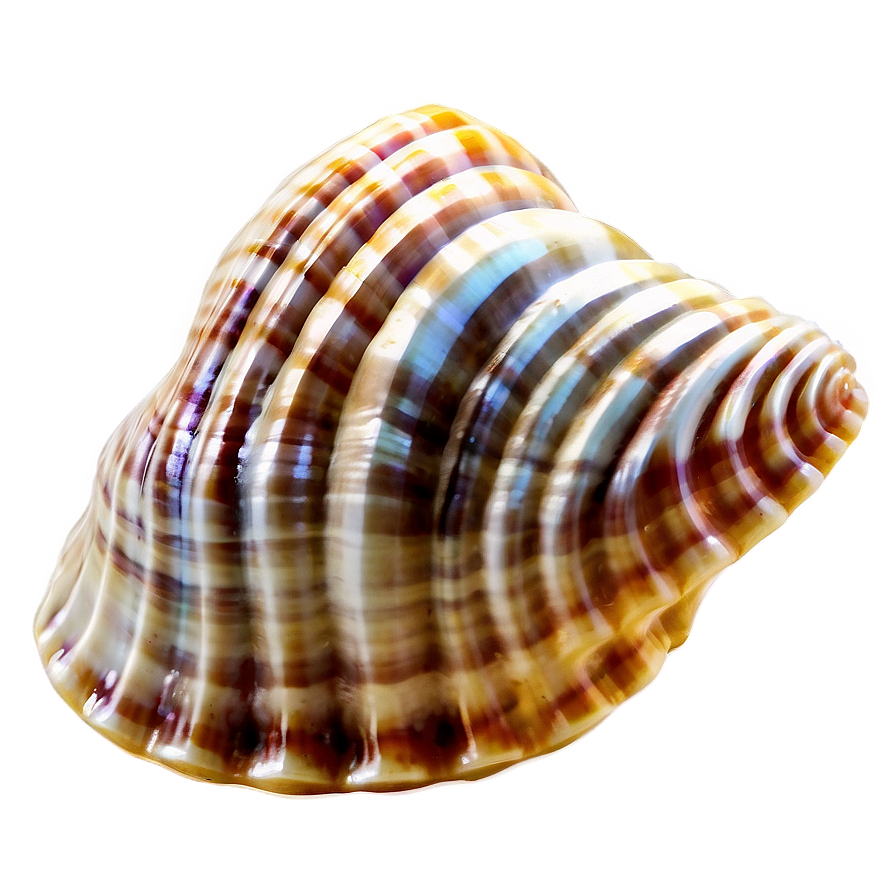 Seashell Underwater Picture Png Xfw93