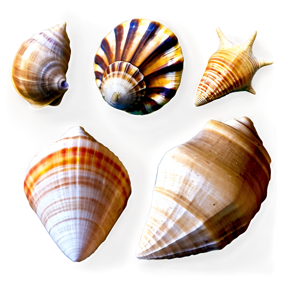 Seashell Variety Png Tfs