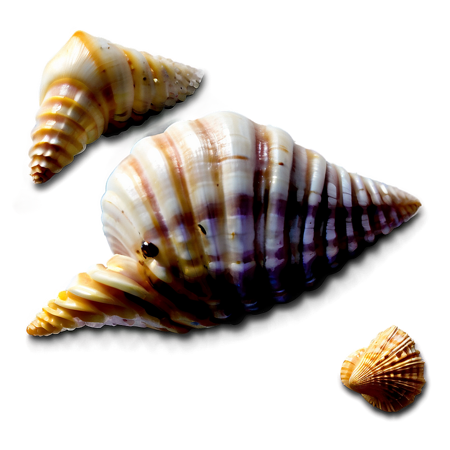 Seashell Variety Png Yhk