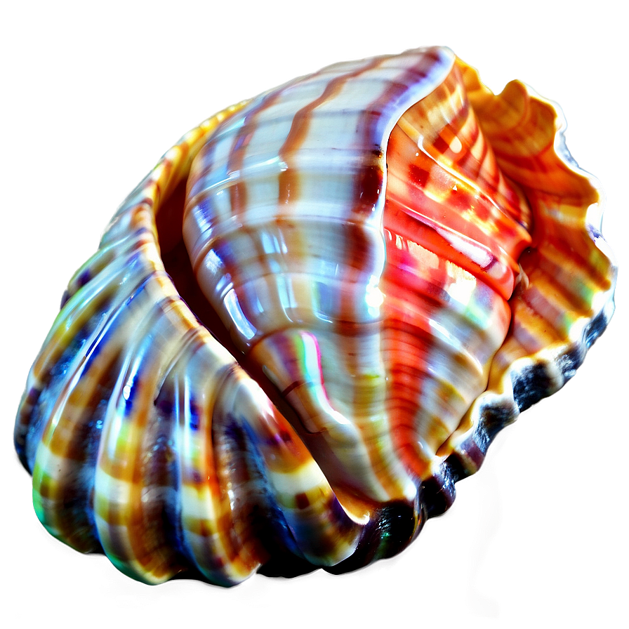 Seashell With Coral Png 60