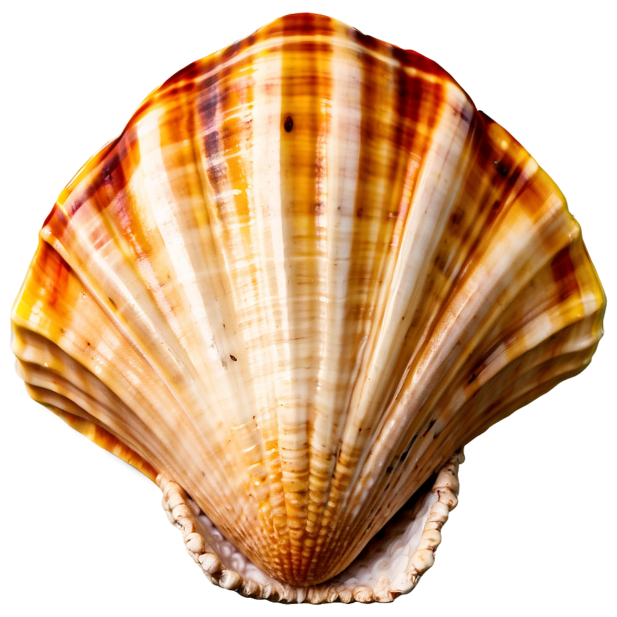 Seashell With Ocean Background Clipart Png 47