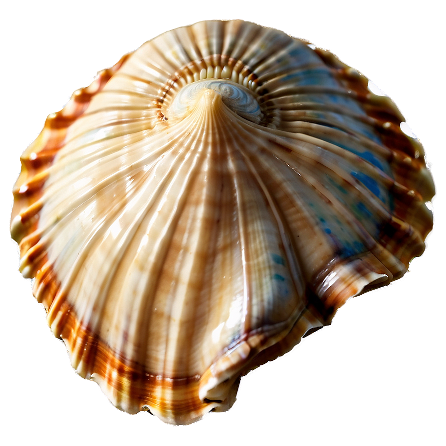 Seashell With Ocean Background Clipart Png Kam71