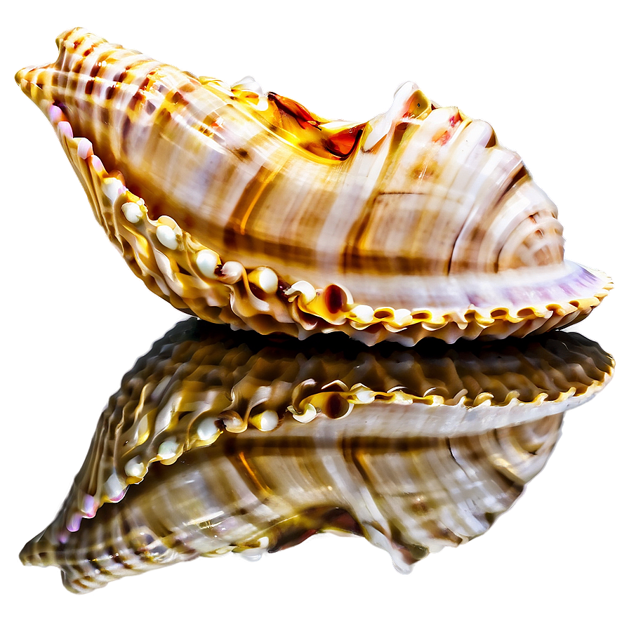 Seashell With Reflection Png 05212024