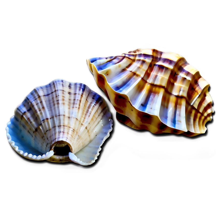 Seashells And Sand Png 88