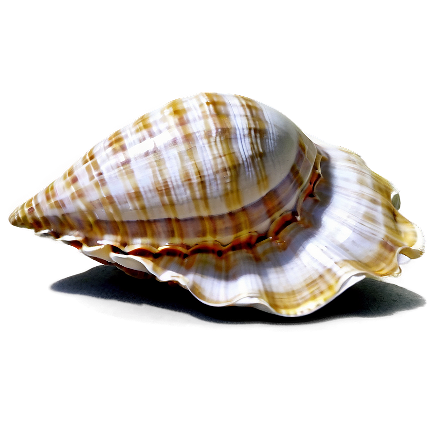 Seashells And Sand Png Igw90