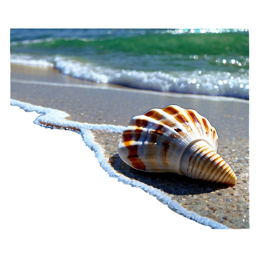 Seashells By The Shore Png Brs