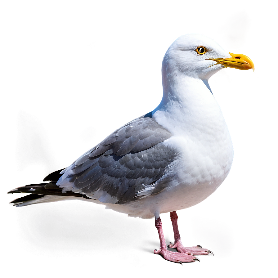 Seaside Seagull Png Ard30