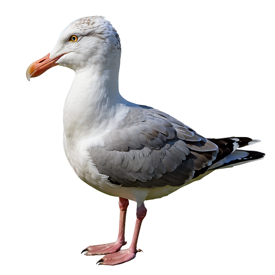 Seaside Seagull Png Mko