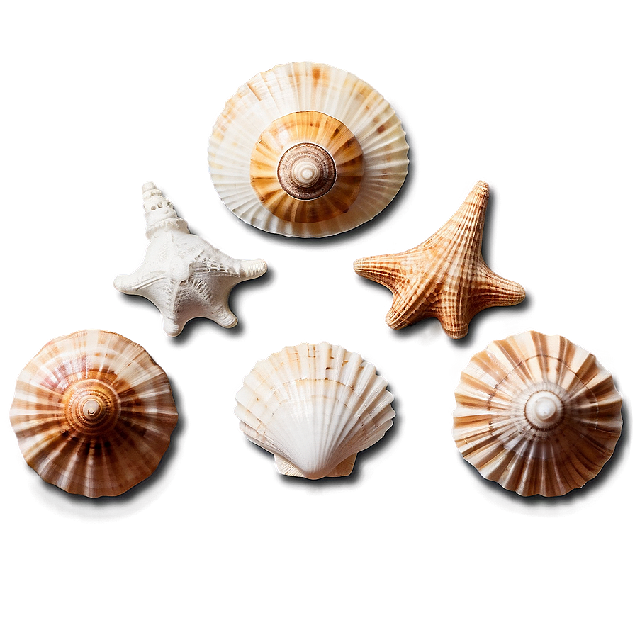 Seaside Shell Collection Png 52