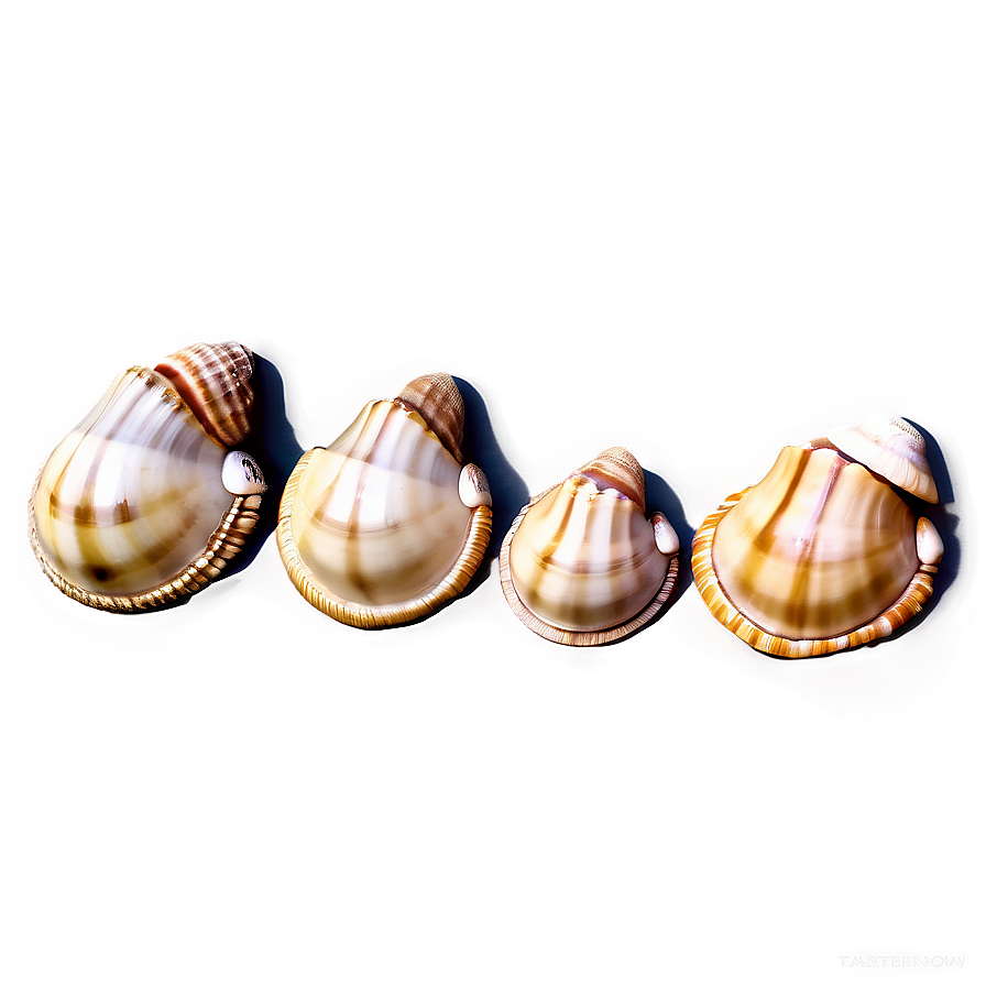 Seaside Shell Collection Png 85