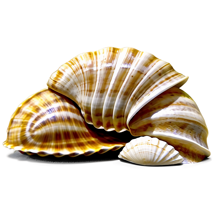 Seaside Shell Collection Png Tcq