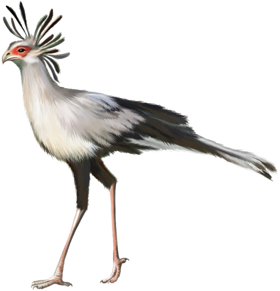 Secretary Bird Illustration