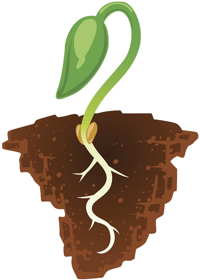 Seedling Growthin Soil Illustration