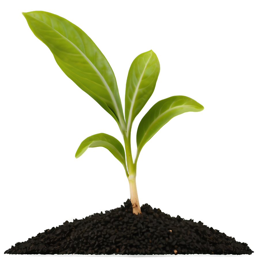 Seedling Plant Png Jsk5