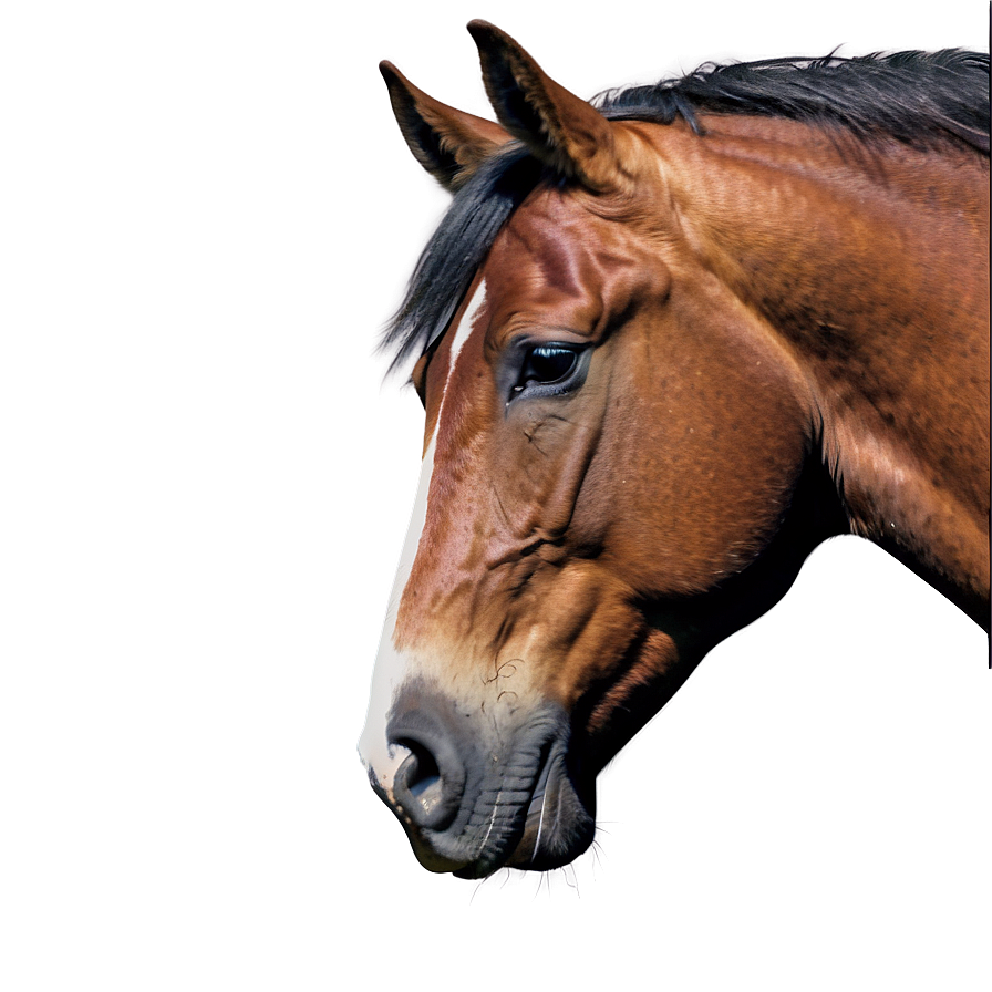 Serene Horse Head Landscape Png 17