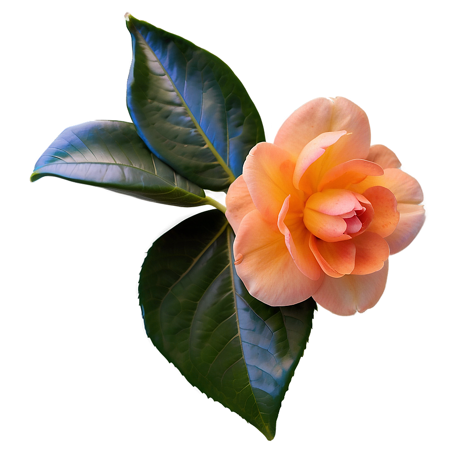 Serene Orange Camellia Png Rol72