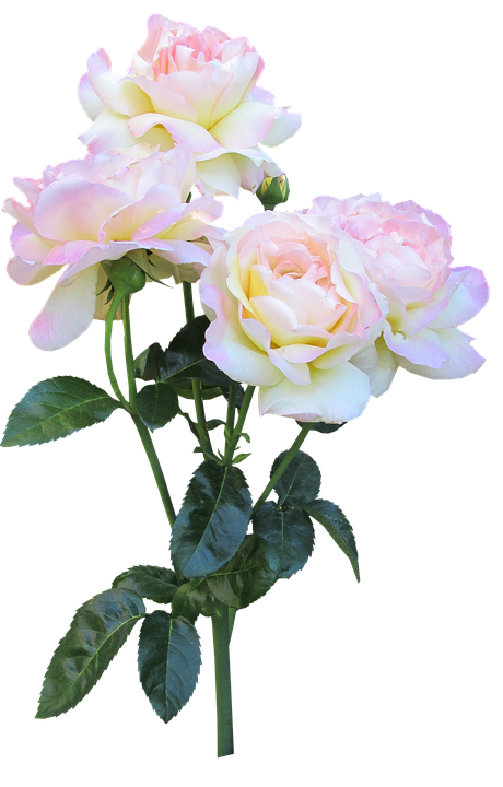 Serene_ Pink_ Roses_ Bouquet