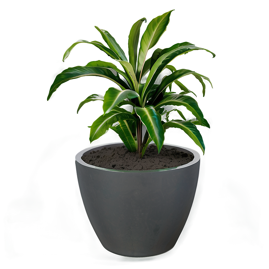 Shade Loving Plants Png 42