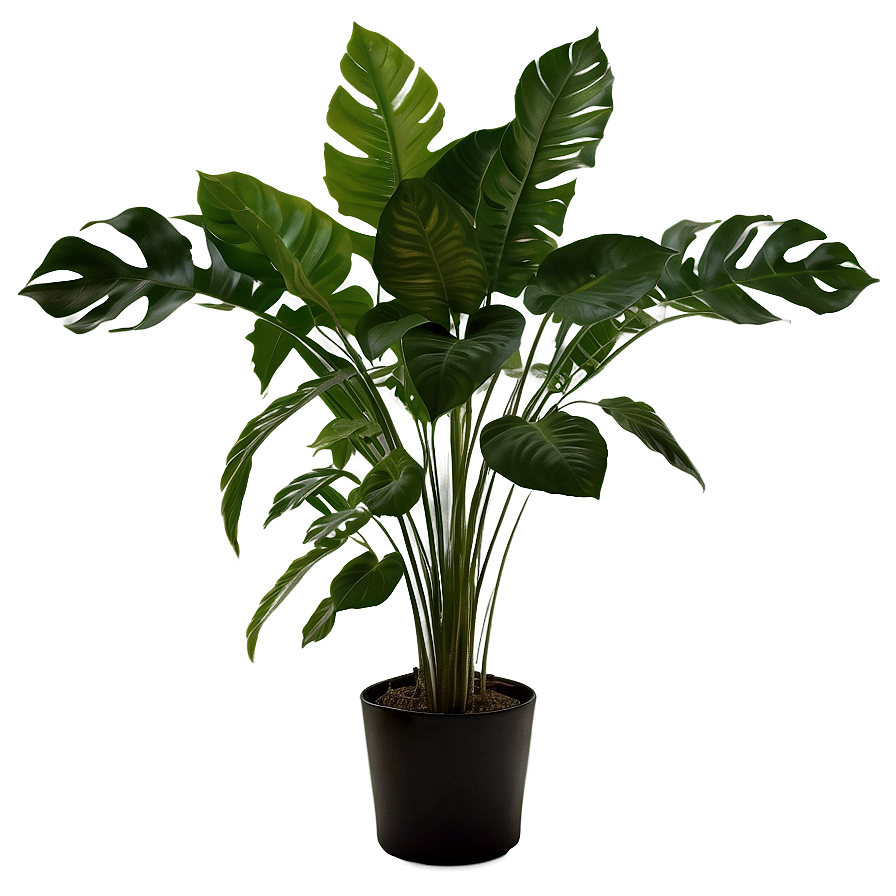 Shade Loving Plants Png Uaq