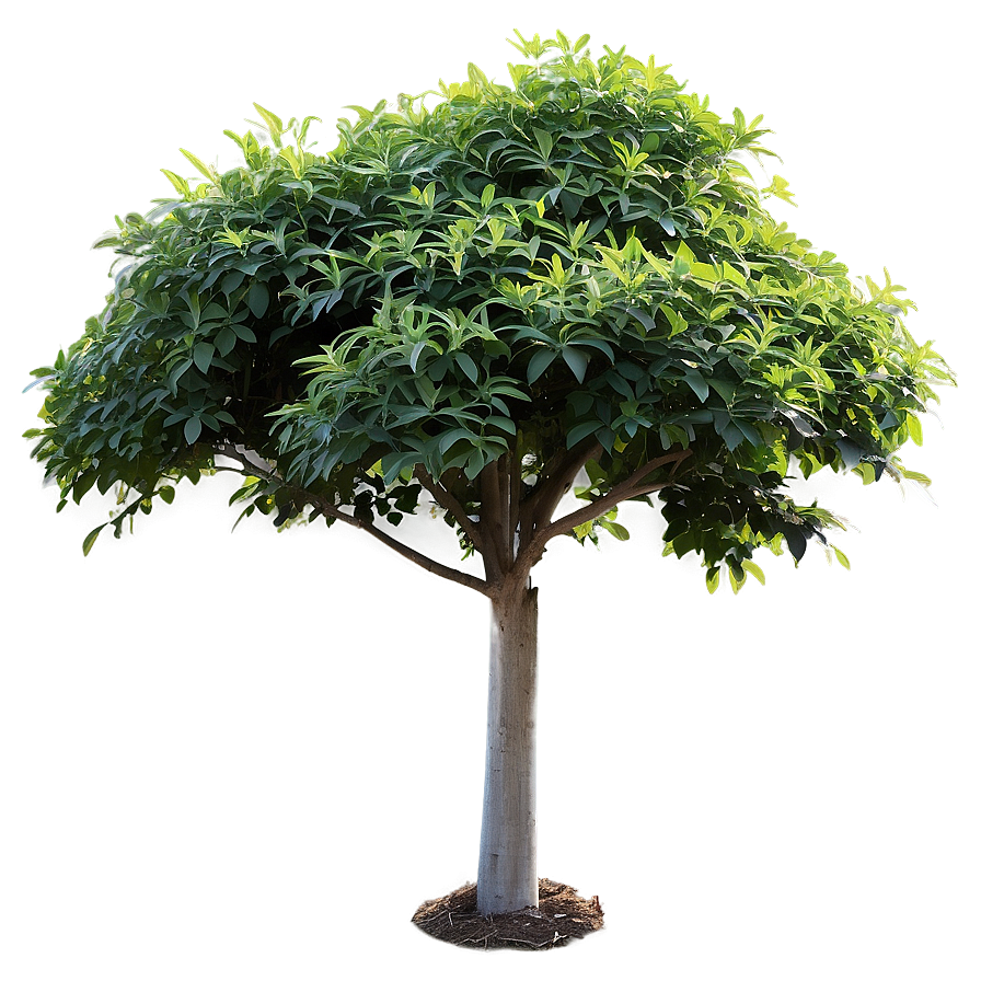 Shade Loving Shrubs Png 06122024