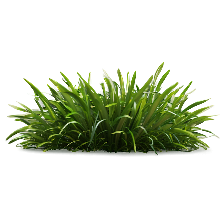 Shade Tolerant Grass Png Dwe