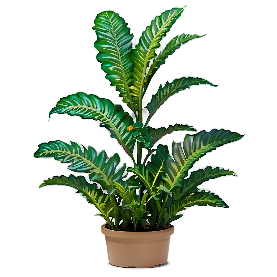 Shade Tolerant Plant Png 05032024