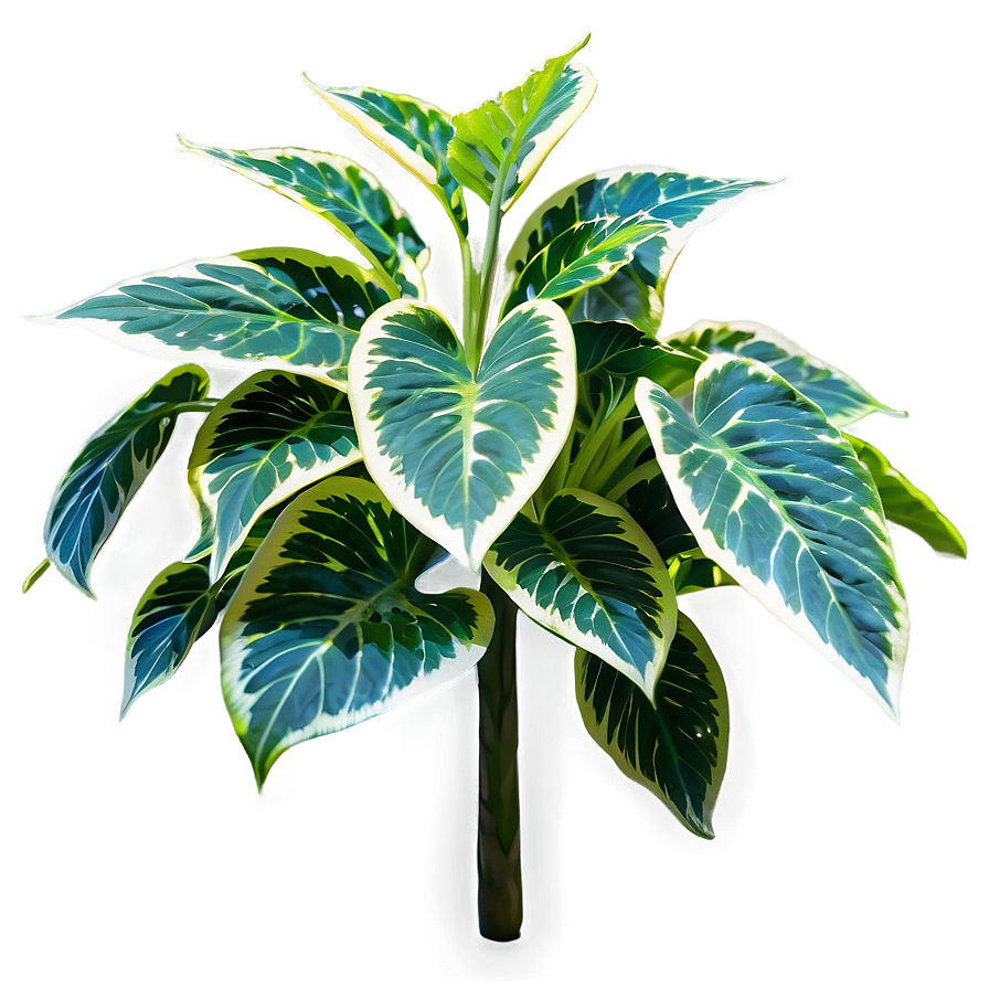 Shade Tolerant Plant Png 84