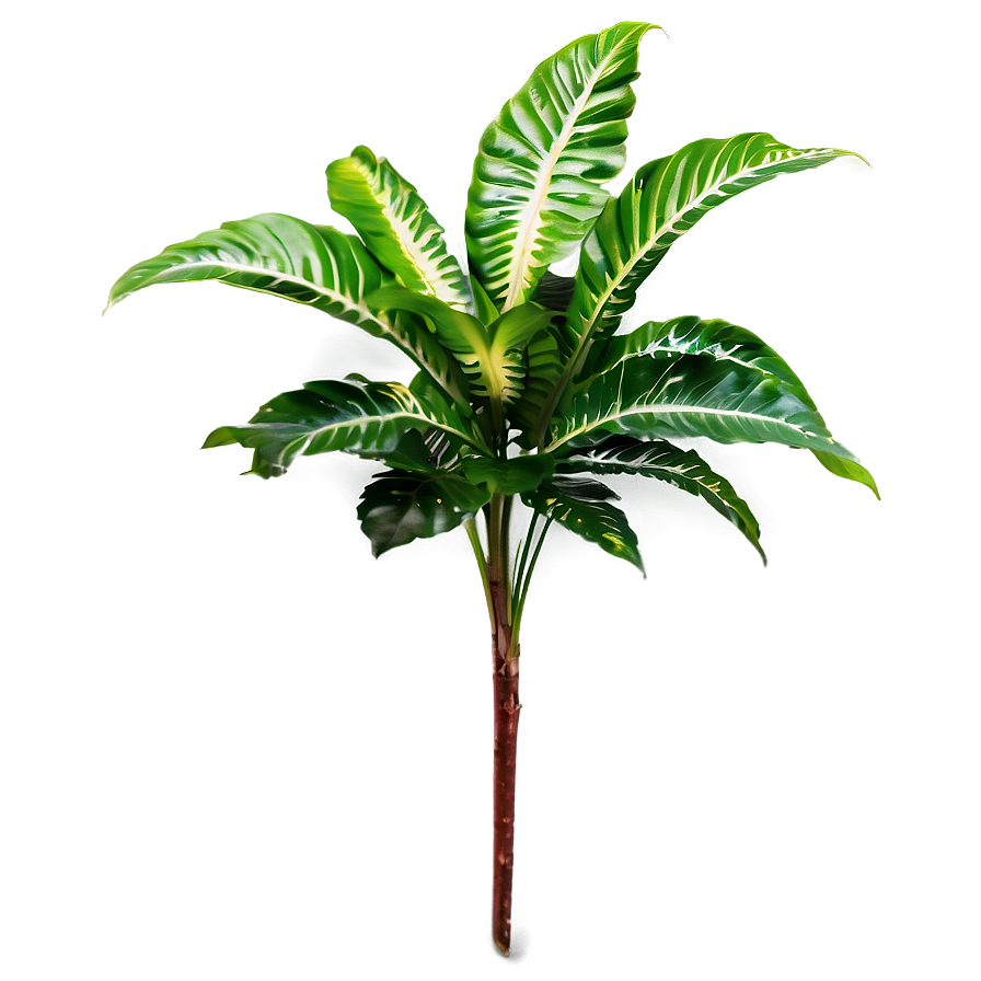 Shade Tolerant Plant Png Qpd