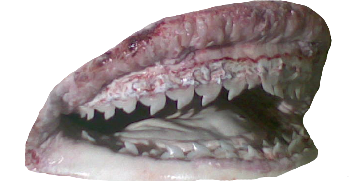 Shark Jaws Close Up