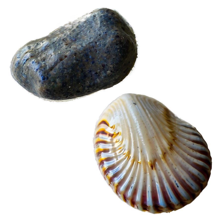 Shell And Beach Pebbles Png 43