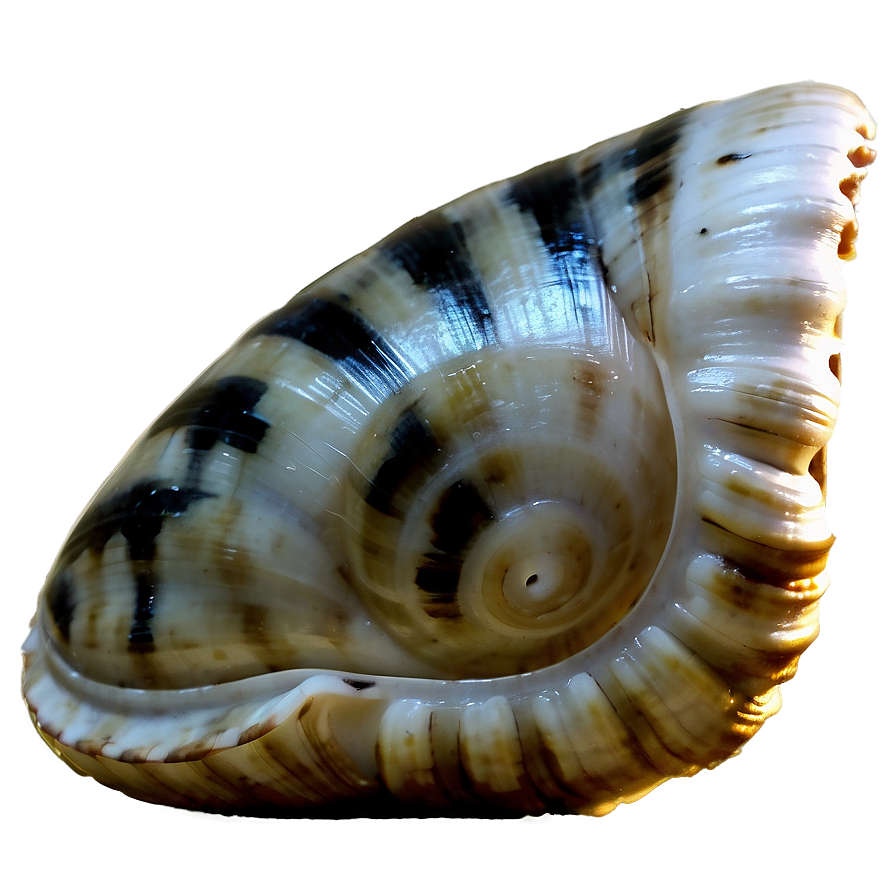 Shell Close-up Texture Png 05212024