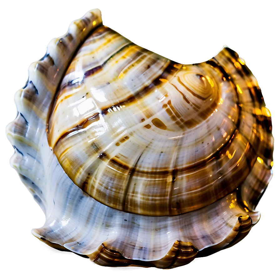 Shell Close-up Texture Png Pkh