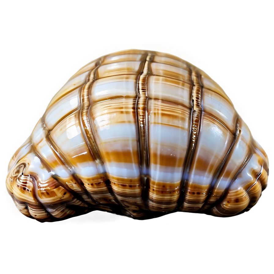 Shell Close-up Texture Png Yny65