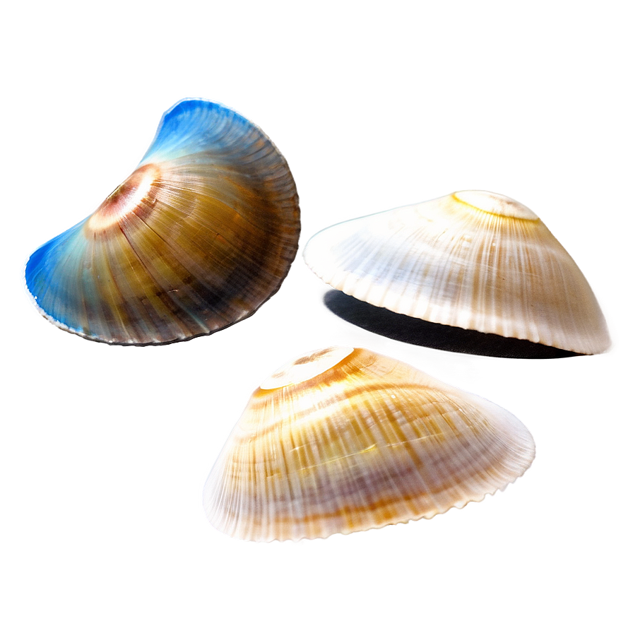 Shell Discovery On Beach Png 46
