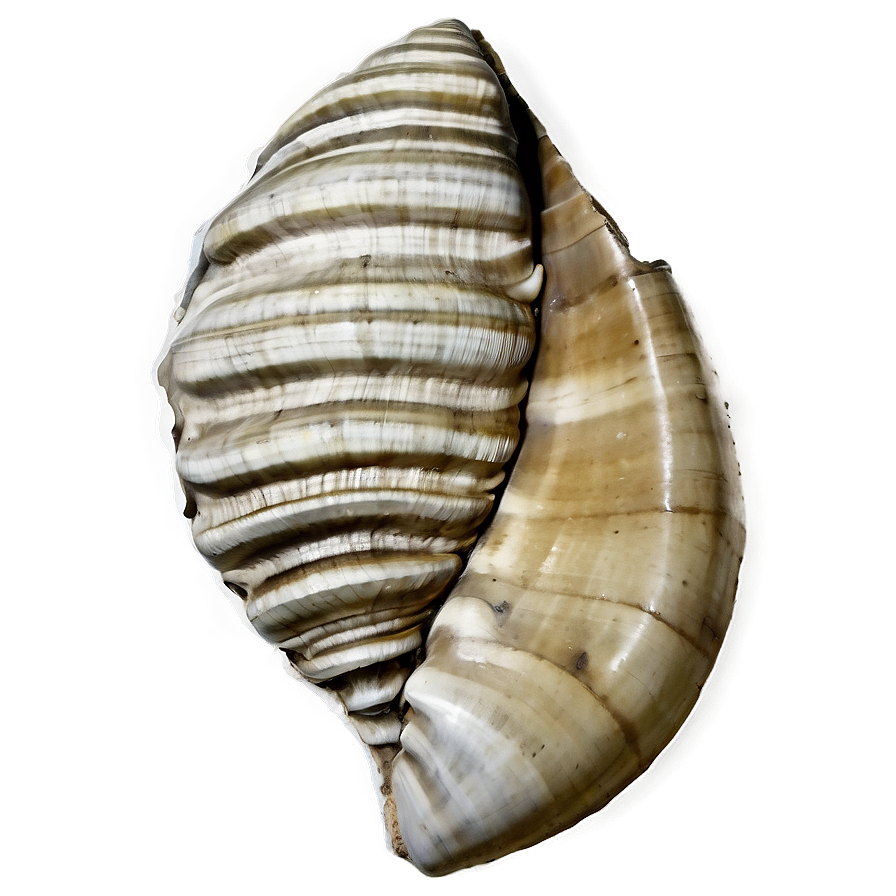 Shell Fossil Png Rgn