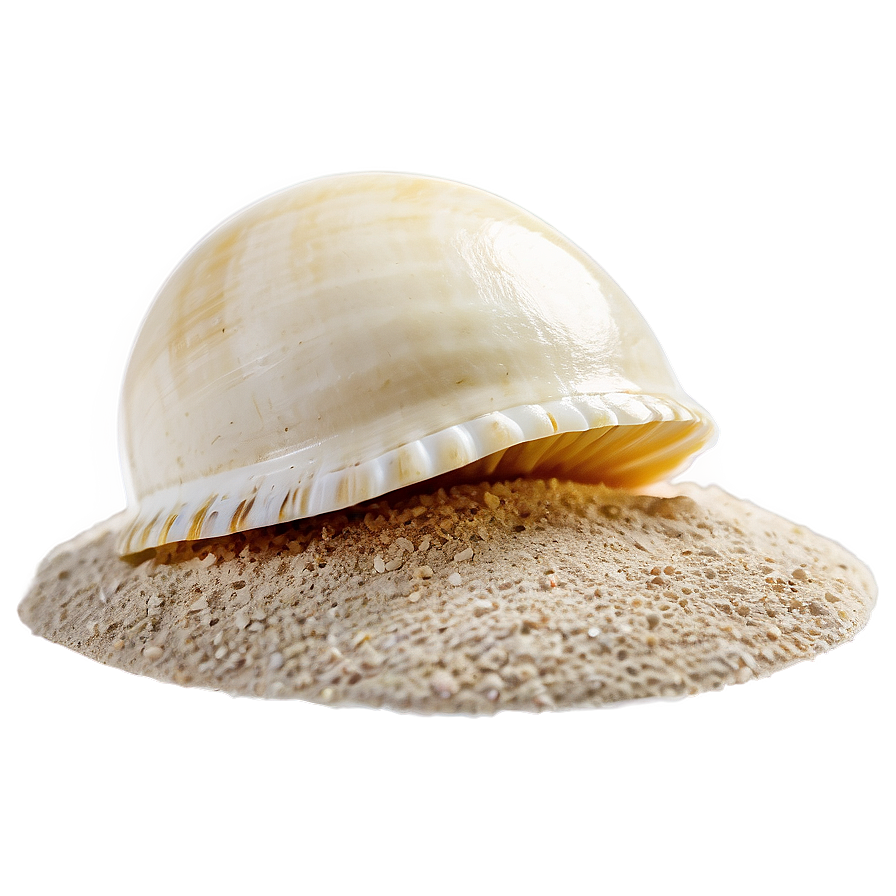 Shell In Sand Png Krc