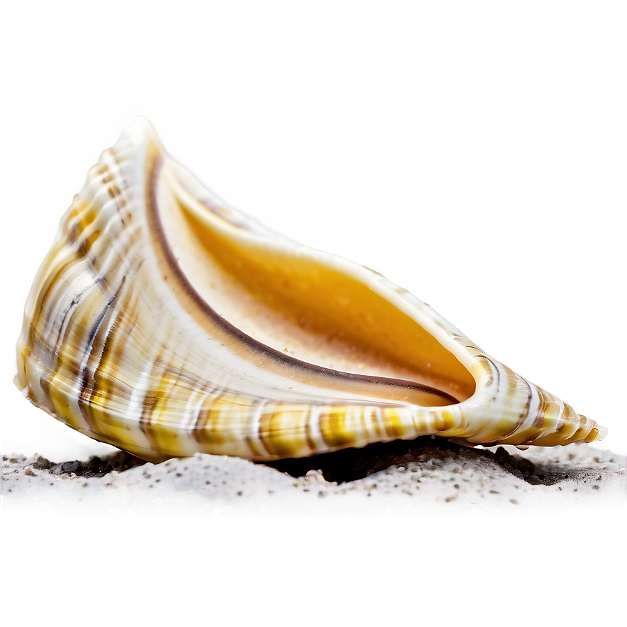 Shell In Sand Png Pjd