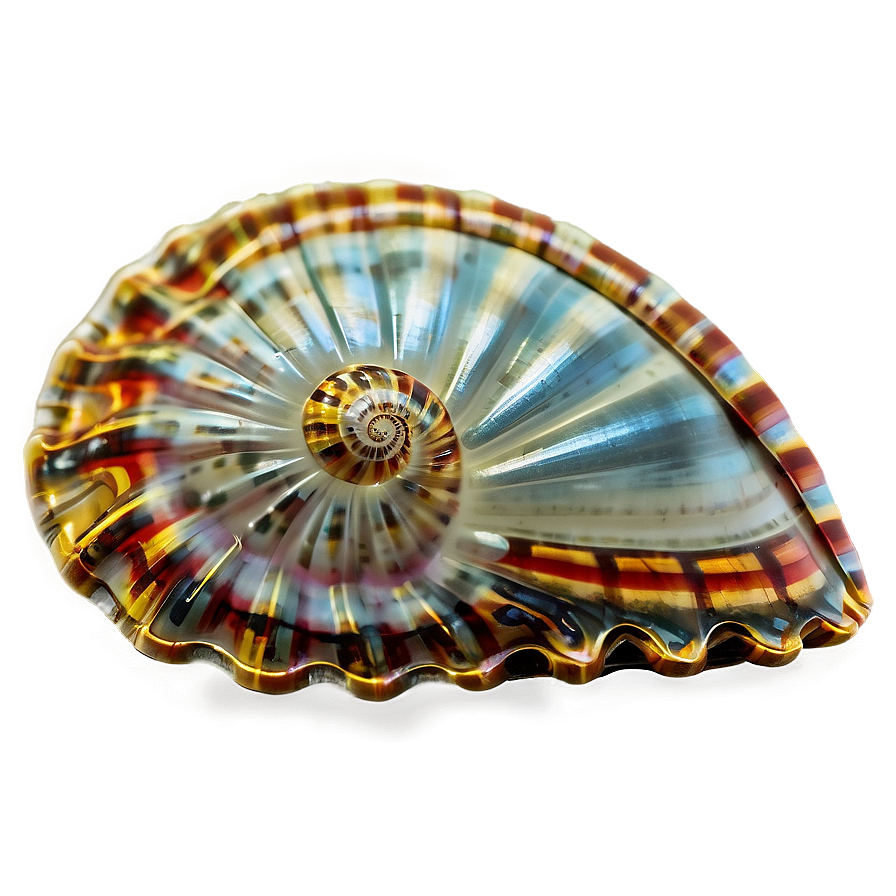 Shell On Shoreline Png 05212024