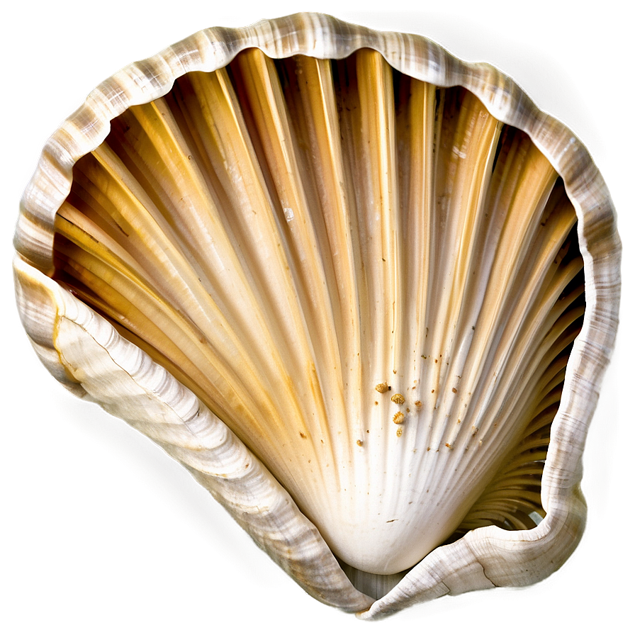 Shell With Ocean Background Png 05212024