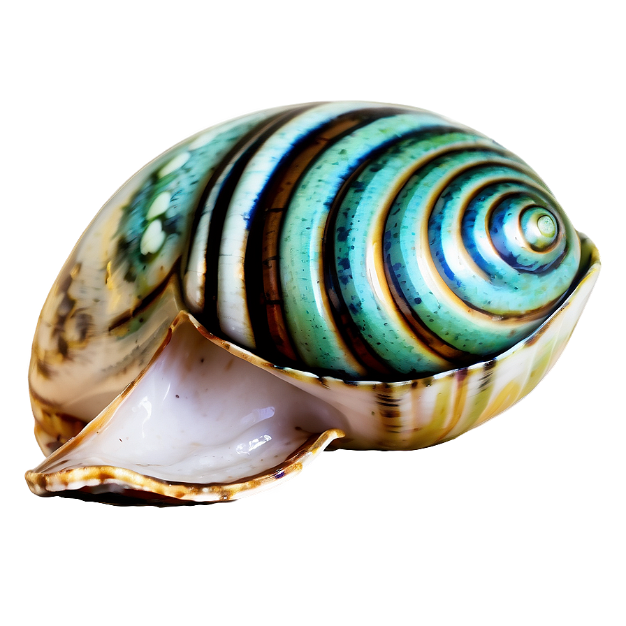 Shell With Sea Foam Png 52