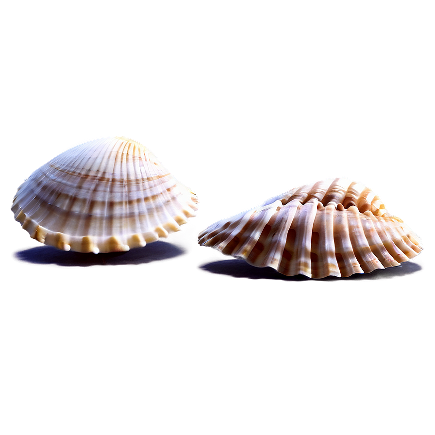 Shells And Coastal Scene Png Abp