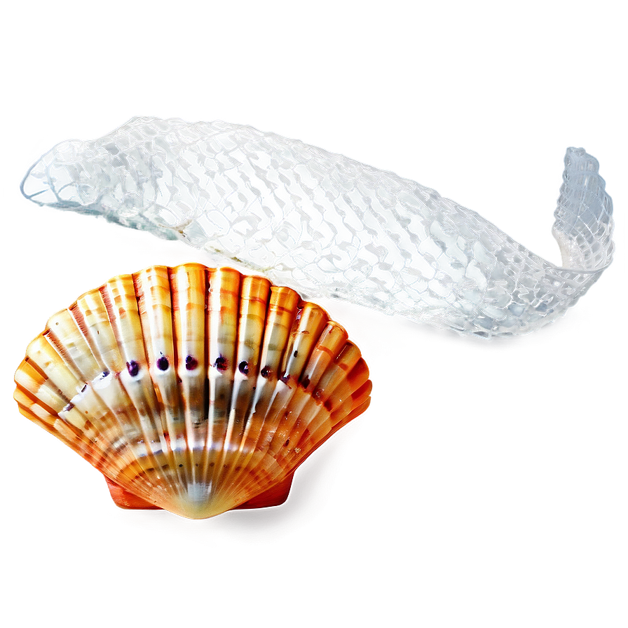 Shells And Fish Net Png 06212024