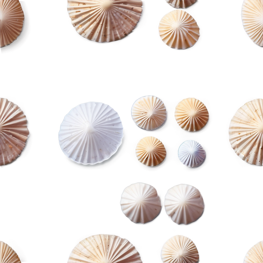 Shells And Sand Dollar Png Iwo